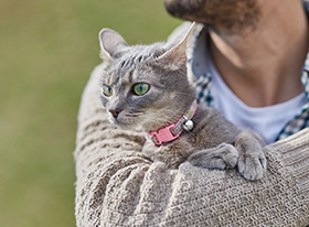 Gatos